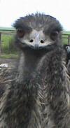 Smiling Emu